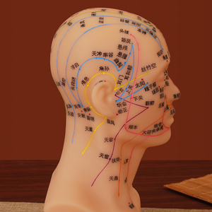 Ohrmodell für den Unterricht und Lernen in Akupunktur und Massage - Traditionelle Chinesische Medizin - Product Image 4