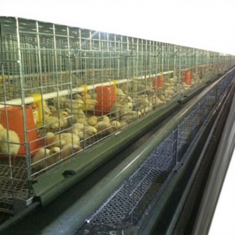 PVC Plastic Quail Cage for Quail