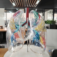 Modelo anatómico de pulmón de PVC transparente DARHMMY con árbol bronquial para visualización de productos de ciencia médica