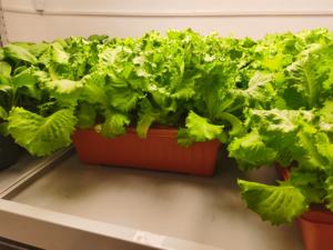 กระถางปลูกพืชไร้ดิน ปลูกผักและดอกไม้แบบไฮโดรโปนิกส์ ด้วยสารละลายธาตุอาหารในอ่างน้ำแบบนิ่ง - Product Image 6