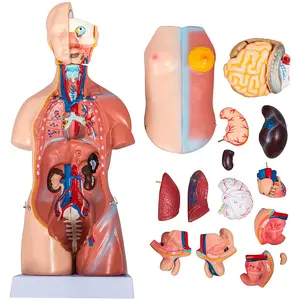 Model Perakitan Anatomi Struktur Sistem Torso Mainan Model Organ Manusia