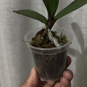 <span class=keywords><strong>Pots</strong></span> à fleurs transparents <span class=keywords><strong>pour</strong></span> orchidées avec trous, pot à fleurs en plastique <span class=keywords><strong>transparent</strong></span> avec trous de drainage, pot à fleurs <span class=keywords><strong>pour</strong></span> jardin - Product Image 3