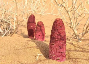 Natuurlijke Songaricum <span class=keywords><strong>Extract</strong></span> Songaria Cynomorium Kruid <span class=keywords><strong>Extract</strong></span> Poeder Songaria Alkali - Product Image 4