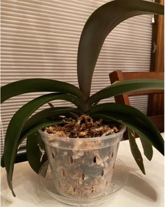Il giardino fornisce chiari <span class=keywords><strong>vasi</strong></span> di <span class=keywords><strong>orchidee</strong></span> che rinvasano fessure nei lati vaso di fiori con fessure traspiranti <span class=keywords><strong>per</strong></span> radici <span class=keywords><strong>vasi</strong></span> di plastica - Product Image 5