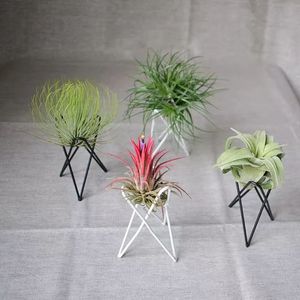 Support de table à air géométrique en <span class=keywords><strong>fer</strong></span> <span class=keywords><strong>forgé</strong></span>, pour conserver de l'air, des plantes, ananas, accessoire de bricolage bon marché - Product Image 4