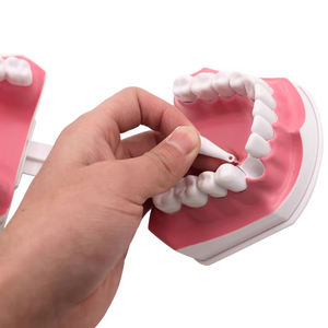 Modello di spazzolatura dentale Demo di apprendimento precoce può tirare la bocca dei denti per insegnare ai bambini a spazzolare le apparecchiature di laboratorio dentale - Product Image 3