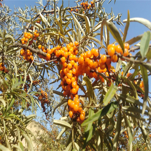 Высококачественный Сертифицированный GMP порошок облепихи натуральный фруктовый порошок витамин активный пищевой Халяль Сертифицированный вакуумный упакованный барабан - Product Image 5