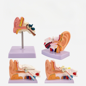 Modèles anatomiques 3D Aides à la formation en otologie Modèle d'oreille humaine pour étudiants Simulation médicale réaliste Structure anatomique de l'oreille - Product Image 5