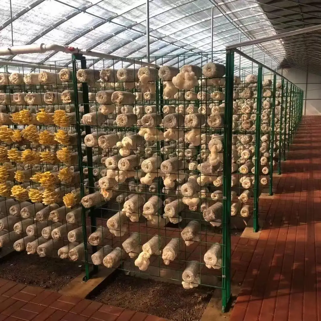 Edible fungus grid greenhouse with mushroom rack mushroom rack oyster mushroom growing grid bracket mesh grid