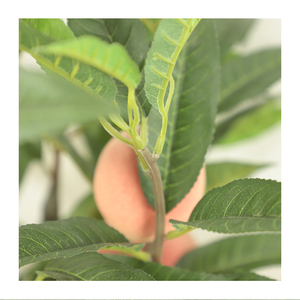 Árbol de fruta de melocotón, árbol de bonsái Artificial de alta calidad, con <span class=keywords><strong>precio</strong></span> competitivo - Product Image 6