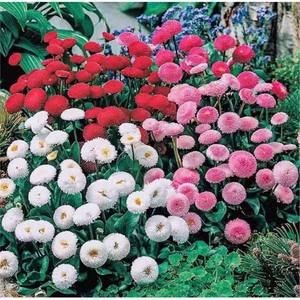 ดอกเดซี่สดจากแหล่งผลิตเดย์ซี่ เหมาะสำหรับตกแต่งสวนดอกไม้กลางแจ้ง - Product Image 4