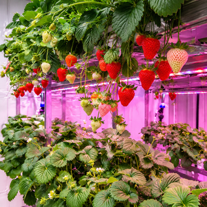 Contenedor de Cultivo de Fresas Aeropónico e Hidropónico Avanzado, Contenedor de Transporte para Agricultura Vertical Inteligente, Fábrica de Plantas - Product Image 5