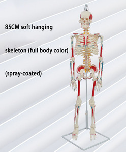 Sciedu <span class=keywords><strong>Skeleton</strong></span> mô hình 85cm mềm treo toàn bộ cơ thể màu <span class=keywords><strong>Skeleton</strong></span> mô hình (phun) hỗ trợ giảng dạy mô phỏng bộ xương người mô hình - Product Image 6