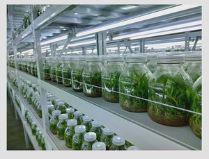 Laboratory Furniture Plant Culture Rack <strong>Lab</strong> Rack with LED Lights Adjustable Height Stainless Steel for School &amp; Laboratory Use - Product Image 2