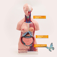 Modèle de torse bisexuel en PVC de 85cm, 40 parties dissectibles, structure d'organe du corps humain, modèle de squelette anatomique pour la science médicale