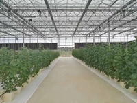 Projets clé en main culture hydroponique de tomates invernadero serre verte à vendre