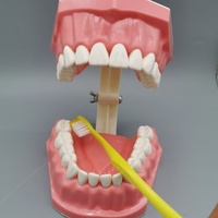 Modèle dentaire d'enseignement de l'hygiène buccale 1x modèle de brossage de maternelle avec dent pour l'enseignement des sciences médicales