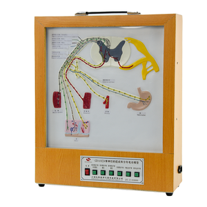 Model Kerangka Medis - Komposisi dan Distribusi Saraf Tulang Belakang untuk GD/A18224 - Product Image 1