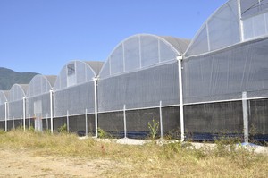 Moderna agricoltura agricola Multi-span pellicola di plastica automatizzata mirtillo Smart serra per la semina di pomodoro - Product Image 6