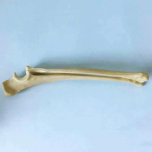 Modelo de hueso ortopédico radial y cúbito para perros de ciencia médica, esqueleto Animal, modelo de esqueleto canino - Product Image 2