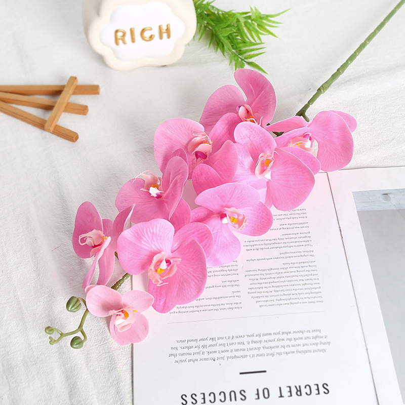 Phalaenopsis rose à neuf têtes