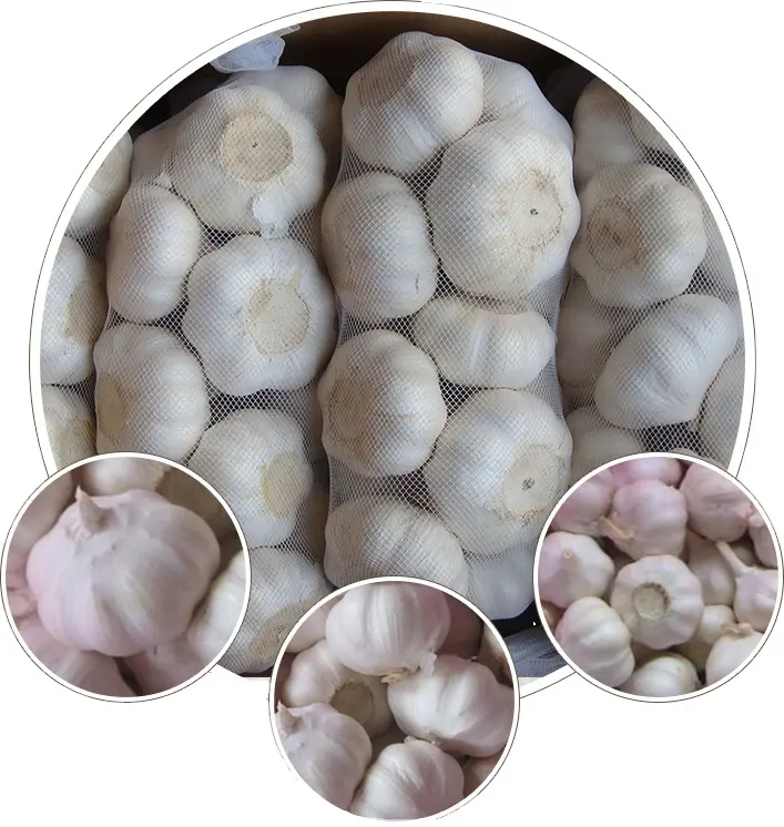 Chinese new fresh garlic price / garlic import