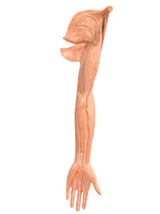 Modelo de Extremidades Superiores con Vasos Sanguíneos, Venas y Arterias - Product Image 2