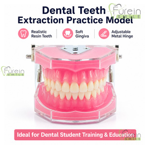Modelo Dental Estándar para Estudio y Enseñanza con Todos los Dientes Extraíbles, Material de Gel de Sílice, Modelo de Dientes Suaves para Demostración Dental - Product Image 5
