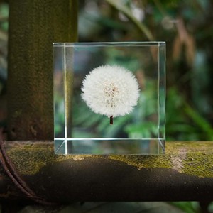 บล็อกดอกแดนดิไลออนอะคริลิก 6 ซม. 8 ซม. ของตกแต่งบ้าน ของขวัญดอกไม้สุดสร้างสรรค์ - Product Image 2