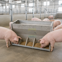 GREAT FARM Mangeoire à porcs double face à 10 trous en acier inoxydable pour porcelets, équipement d'élevage porcin