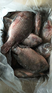 Bán buôn Đen HGC toàn bộ vòng cá rô phi cá đông lạnh cá rô phi cá 300g để 500 200g GS 2000g WGS 10kg Nhà cung cấp Trung Quốc - Product Image 6