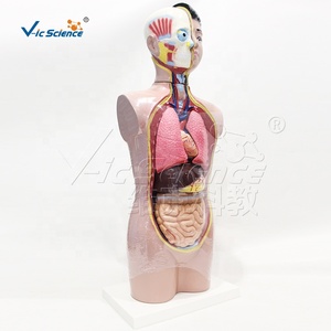 Modelo de <span class=keywords><strong>Cuerpo</strong></span> Juvenil Profesional de 9 Piezas para Demostración en Ciencias Médicas y Exhibición en <span class=keywords><strong>el</strong></span> Aula - Product Image 6