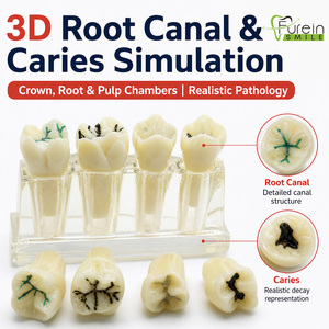 Modelo de canal radicular endodóntico directo de fábrica, modelo de dientes para demostración dental, modelo dental estándar para estudio y enseñanza. - Product Image 6