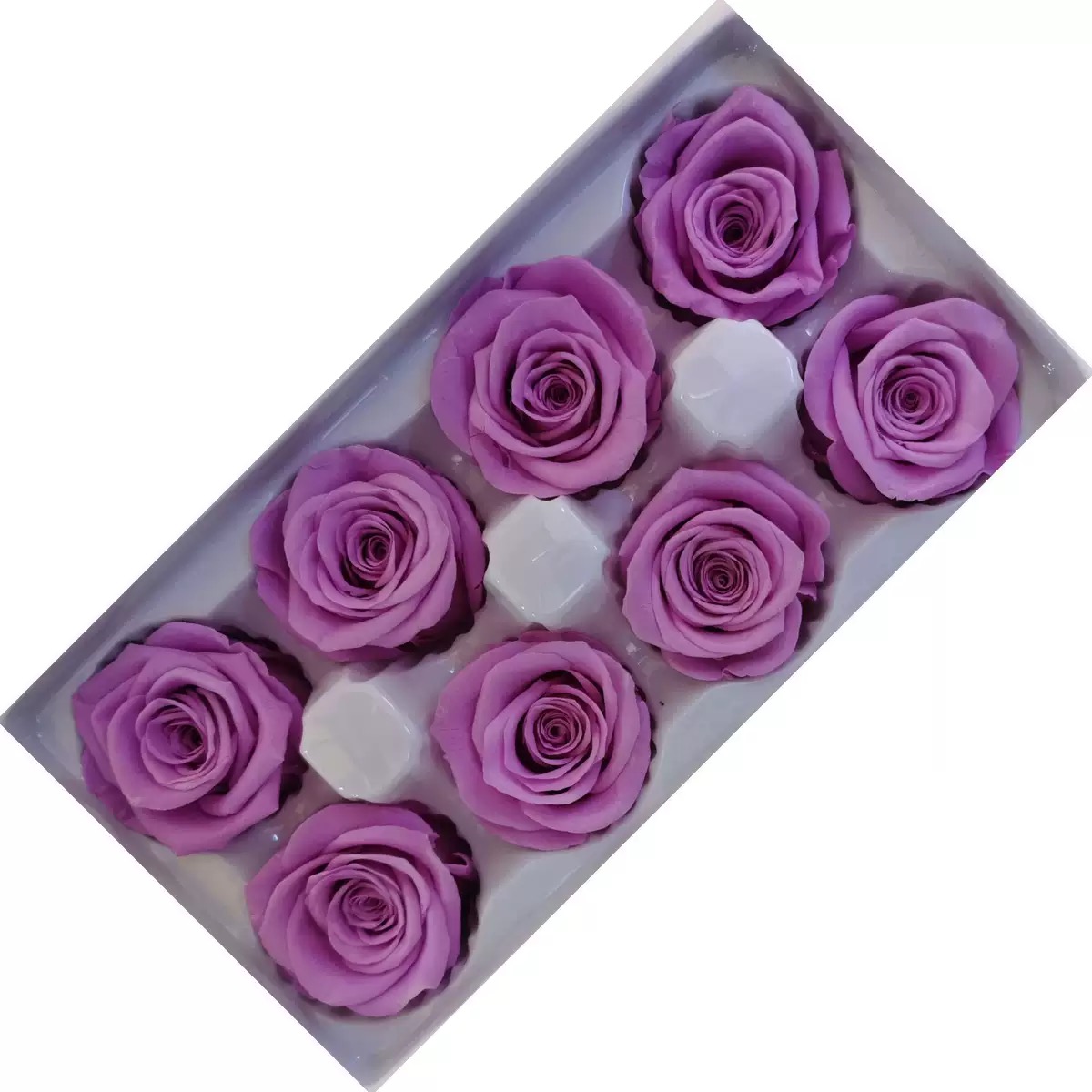 rosa morado