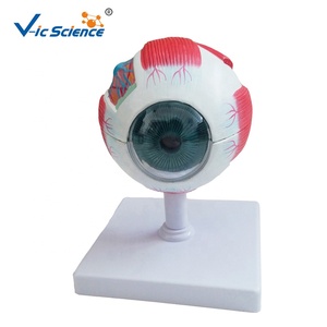 Modèle d'œil anatomiquement agrandi <span class=keywords><strong>pour</strong></span> la recherche et l'étude en sciences médicales - Product Image 1