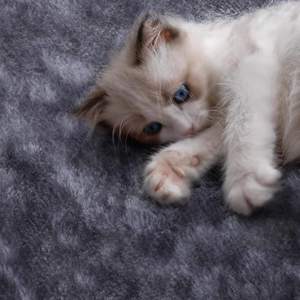 Nouveau design de meubles de luxe pour chat <span class=keywords><strong>griffoir</strong></span> d'arbre à chat poteaux en sisal <span class=keywords><strong>griffoir</strong></span> moderne pour chat moyen - Product Image 5