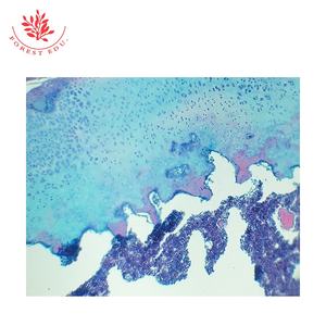 Ressources pédagogiques Lames de microscope préparées Étude de l'enseignement supérieur Section de la moelle épinière Lames d'histologie humaine - Product Image 5