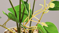 Plante artificielle de clématite en pot, fausse fleur de clématite, bonsaï avec pot blanc, décoration de table de bureau à domicile