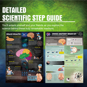 सकल शरीर रचना मस्तिष्क किट विच्छेदन विज्ञान प्रयोगों मानव विज्ञान किट लड़कों और लड़कियों के लिए - Product Image 5