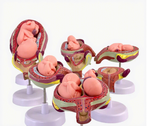 Modèle de <span class=keywords><strong>formation</strong></span> d'embryon humain pour la grossesse fœtale, le développement obstétrique, la gynécologie, l'anatomie de l'utérus pour la maternité et l'enfant - Product Image 3