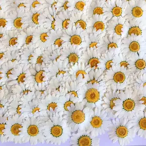 Factory Supplied Real Dried Pressed Flower Color-dyed Pressed Daisy Dried Flowers