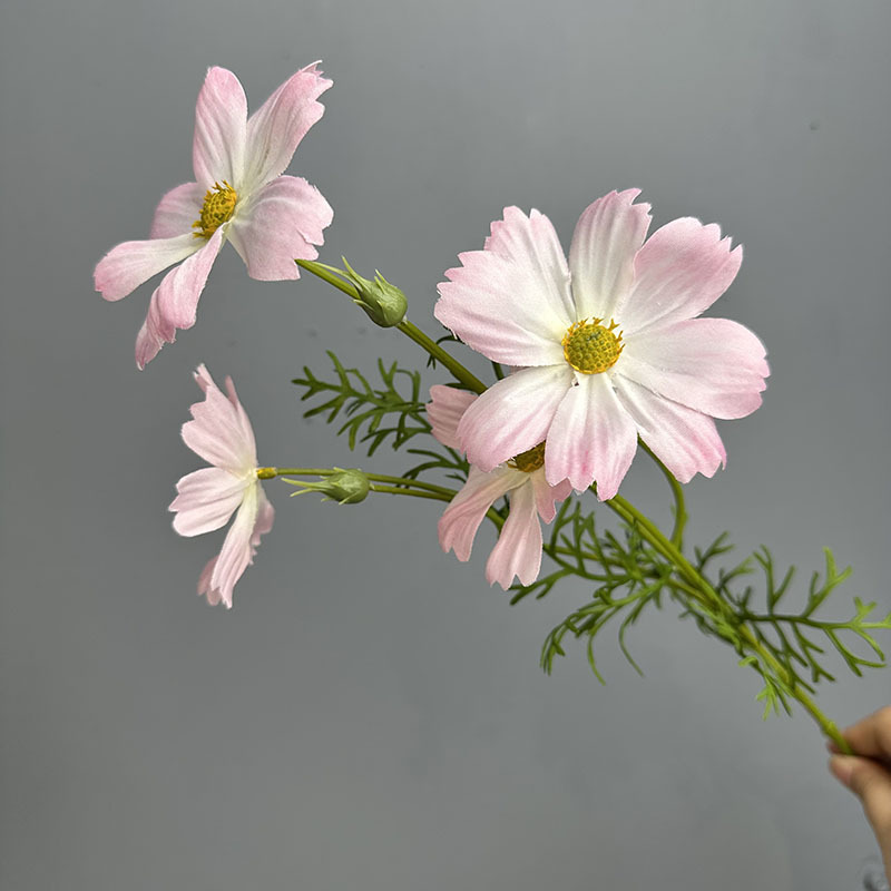 pink white