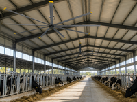 Ventilateur de grange silencieux 24FT HVLS, ventilateur de plafond industriel avec 6/8 pales en alliage d'aluminium pour soulager le stress thermique des vaches