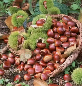 Castagne Fresche Biologiche Naturali Grezze di Alta Qualità a Prezzo Conveniente, Esportate dalla Cina - Product Image 4