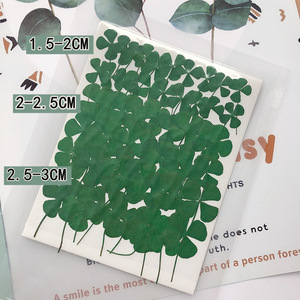 R458 Bunga Padat Kering Empat Daun Semanggi untuk Resin Ditekan 4 Daun Semanggi Asli - Product Image 5