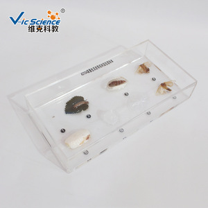 Nuevos especímenes del ciclo de vida del gusano de la seda en resina; muestras de animales y plantas en resina orgánica; escuela primaria y secundaria - Product Image 4
