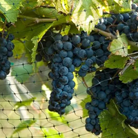 Redes de plástico para pájaros agrícolas, redes de protección para verduras y frutas, redes para pollos, cercas
