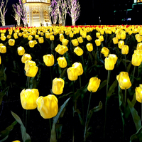 Éclairage LED en gros pour champs de tulipes, éclairage paysager haute densité pour allées, mariages, jardins et installations massives de parcs à thème