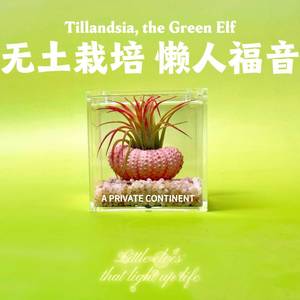 Air plants and sea urchin shells: a new creative <b>mini</b> green plant set for lazy people, perfect for indoor desktops and offices. - Product Image 3