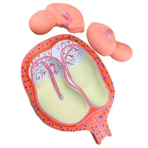 Modelo anatómico <span class=keywords><strong>del</strong></span> proceso de <span class=keywords><strong>desarrollo</strong></span> embrionario humano de 8 piezas - Product Image 4